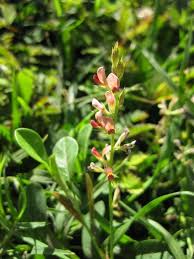 Image result for Alysicarpus