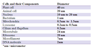 It is also referred to as the plasma membrane. Cell Structure