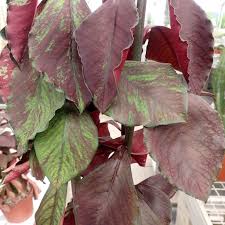 Image result for Euphorbia umbellata