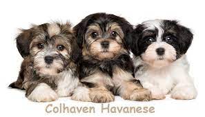 We did not find results for: Colhaven Havanese