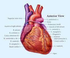 New blood cells are produced by the red bone marrow. Human Heart Diagram Chest Wiring Library