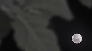 Akibat dari fenomena supermoon pink moon. Foto Terang Supermoon Di Berbagai Negara