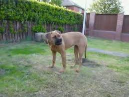 Bullmastiff 6 Months Old