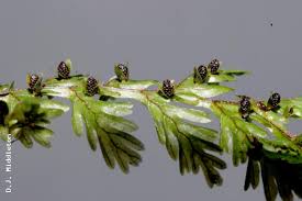 Image result for Hymenophyllaceae