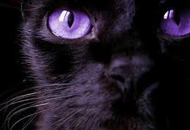 Beautiful Black Cat With Purple Eyes Cats Of Fallenclan Animals Purple Cat Black Cat