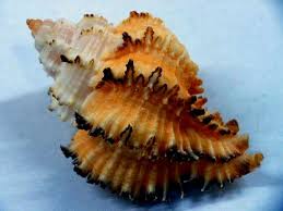 Murex Endivia Sea Shells Sea Shell Decor Shells