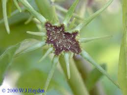 Image result for Dorstenia schliebenii