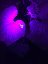 Check spelling or type a new query. Using A Blacklight To Find Hard To Spot Pests In The Garden Going And Growing