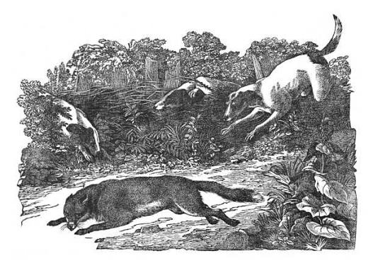 360+ Victorian Fox Hunting Illustrations - iStock