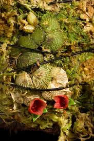 Image result for Pouchetia