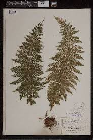 Image result for Asplenium buettneri
