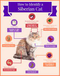 Five Physical Characteristics To Identify A Siberian Cat Siberian Cats