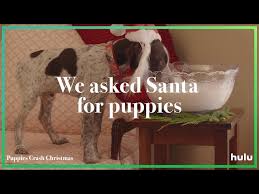Puppies crash christmas by dave goldstein on vimeo, the home for high quality videos and the people who love them. Skip The Video Yule Log And Watch Puppies Crash Christmas Instead Decider