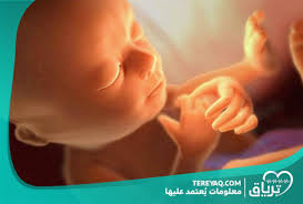 Pin On أعراض الحمل