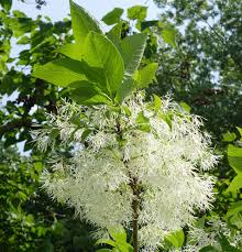 Image result for Chionanthus