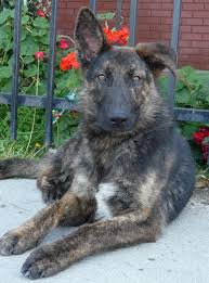 Check spelling or type a new query. Westside German Shepherd Rescue Of Los Angeles