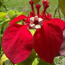 Image result for Mussaenda rivularis