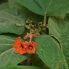 Image result for Cordia subcordata