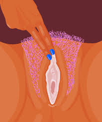 Klitoris: 5 Fakten über das weibliche Lustorgan