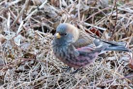 中学生「探鳥」日記 - はてなブログ