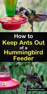 Ants often swarm into hummingbird feeders as they're attracted to the sugary nectar. 9 Brilliant Ways To Keep Ants Out Of A Hummingbird Feeder