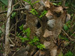 Image result for Harrisonia