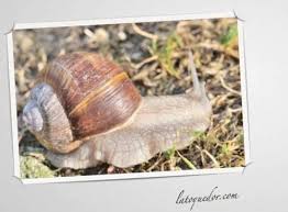Preparation Et Cuisson Des Escargots Recettes De Cuisine La Toque D Or