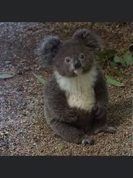 Pin By Diana On Koala Cute Baby Animals Cute Animals Baby Animals