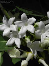 Full Size Picture Of Madagascar Jasmine Bouquet Hawaiian Wedding Flower Stephanotis Stephanotis Flori Hawaiian Wedding Flowers Hawaiian Wedding Wax Flowers