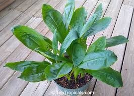 Image result for Tecophilaeaceae