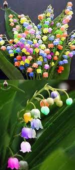 Plant Some Old Reliable Lily Of The Valley In Your Garden They Smell Divine And Are An Old Soul Plant Most Beautiful Flowers Orchid Flower Beautiful Flowers