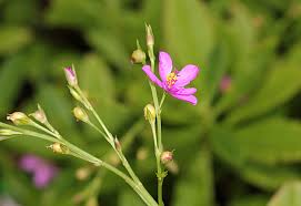 Image result for Talinum portulacifolium