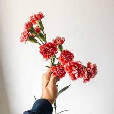 Pin On Flowers