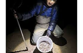 キミは《ワカサギすくい》を知っているか？【琵琶湖・冬の新風物詩】 | 釣りビジョン マガジン | 釣りビジョン