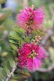 Image result for Callistemon