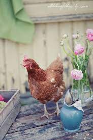 Pin Di Lori Holt Su Country Living Polli Da Cortile Galline Razze Di Polli