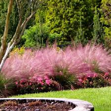This is the one muhly grass with showy pink flowering plumes that can be grown in usda zones 5 and 6. Pink Muhly Grass 3 Gallon Ornamental Grass Perennial Muhly Grasses Gardener Direct
