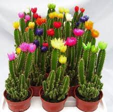 Place fairy castle cactus in a bright sunny location that is away from drafts or air conditioning. Flowers Glued On To Cactus Plants The Home Depot Community Fairy Castle Cactus Cactus Plants Lily Plants