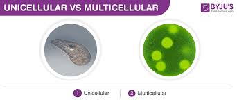 As animals increase in size they require specialized organs that effectively increase the surface area available for exchange processes. Cells Size Shape And Count A Morphology Of A Cell