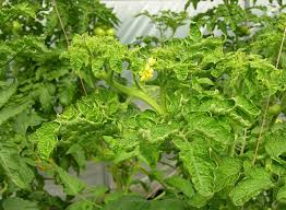 Learn how to deal with tomato plant leaves curling. Tomato Yellow Leaf Curl Virus Declared Pest Agriculture And Food