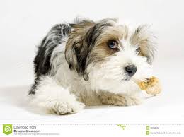 Small Longhaired Mixed Dog 16 Weeks Maltese And Yorkshire Yorkshire Terrier Dog Rat Terrier Mix Yorkshire Terrier