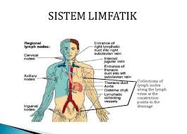 Akmal dikemaskini 22 sep 2019. 12 Sistem Anatomi Tubuh Manusia Gambar Penjelasan Fungsi