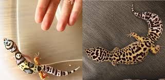 Games animals photos stories and more national. How Much Do Leopard Gecko Spots Change Over Time Leopard Gecko Care