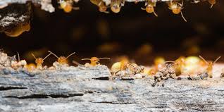 The most effective way to thoroughly rid your home of a termite infestation is to call a professional. How To Kill Termites In Your Home Sayfer Pest Management