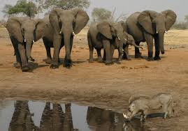 Traveling to botswana and in need of some botswana travel tips? Is Botswana Open For Travel Latest Travel Restrictions