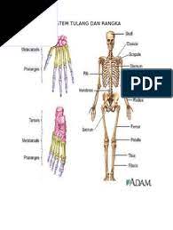 Maybe you would like to learn more about one of these? Bahan Hafalan Sistem Tulang Rangka Saraf Pdf