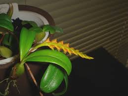 Image result for Bulbophyllum fuscum