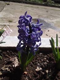 One of the loveliest scents of spring comes from hyacinths in blooms. Hyacinth Flowers Facts Varieties Growing And Plant Caring Tips