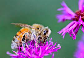 We did not find results for: Pollinator Quick Guide What You Can Do To Help Honey Bees Ohioline