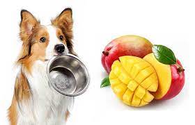 On the surface, mango could actually be quite good for dogs, but there are several factors that could lead to potential health risks. Can Dogs Eat Mango Or Is Mango Bad For Dogs
